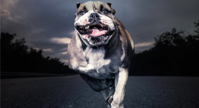 Bulldog running toward camera. Photo/Shutterstock.