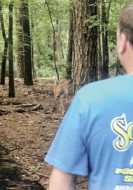 Doe and man in a close encounter on the cart path. The doe subsequently followed the woman toward her home. Photo/Screen grabs of video by Carolyn Taylor.