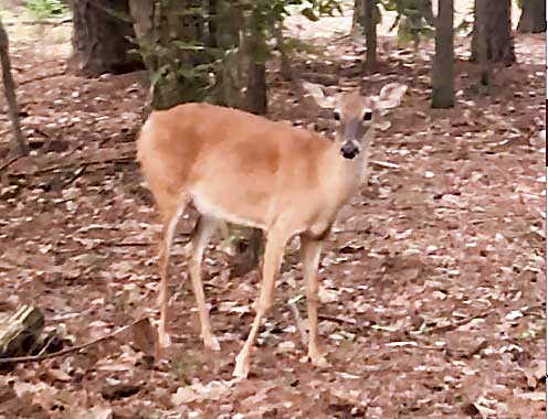 Doe unafraid of two people and their dog. Photo/Screen grab of video by Carolyn Taylor.