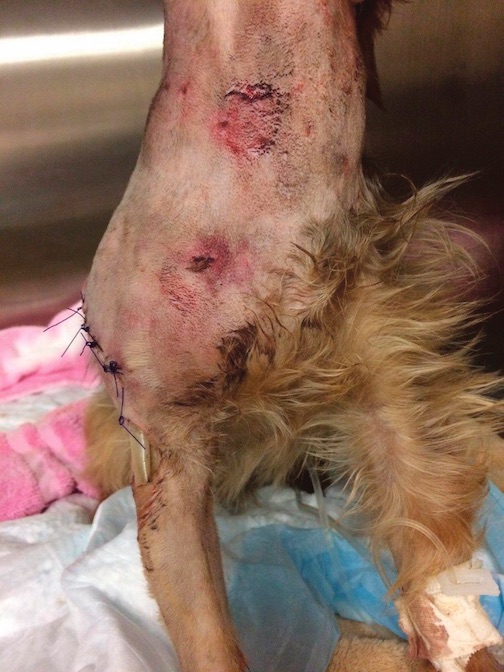 Harley the Yorkshire terrier following surgery to repair multiple dog bites. Photo/Krista Hinkle.