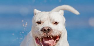 Stock photo of dogo argentino, also known as the Argentine mastiff. Photo/Shutterstock.