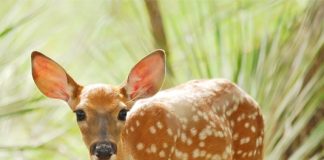 White-tailed deer fawn. Photo/Shutterstock.