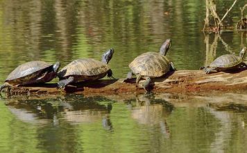 Turtles — but not people — are allowed to enjoy the LIne Creek Nature Area during the statewide Shelter in Place order. Photo/File.