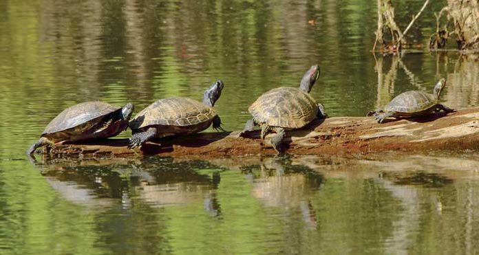 Turtles — but not people — are allowed to enjoy the LIne Creek Nature Area during the statewide Shelter in Place order. Photo/File.