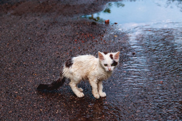 Adopt a Cat - Fayette Humane Society