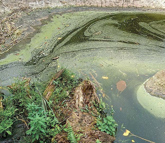 Blue-green algae in a pond. Photo/Shutterstock.