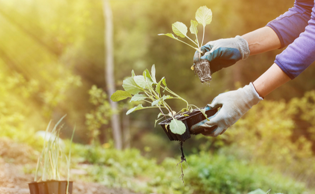 down-to-earth-organics-association