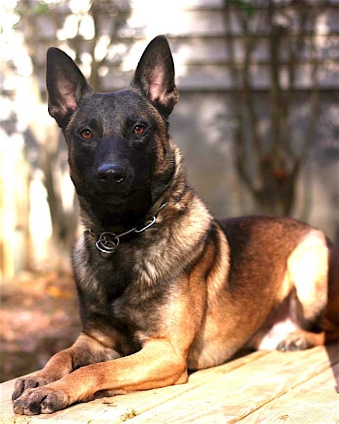 Peachtree City Police K-9 Midas gets his own vest - The Citizen