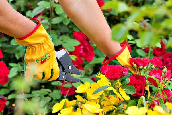 rose-pruning