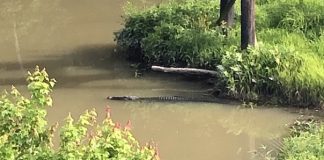 Close-up of alligator in Flat Creek in south Peachtree City. Photo/Peachtree City Police Department,