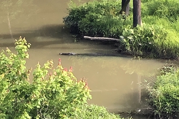 Close-up of alligator in Flat Creek in south Peachtree City. Photo/Peachtree City Police Department,