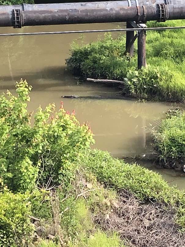 <b>Alligator in Flat Creek in south Peachtree City. Photo/Peachtree City Police Department,</b>