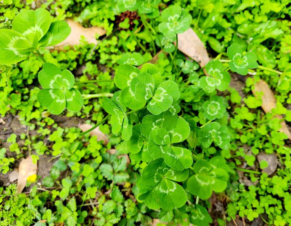 What are the Real Odds of Finding a Four-Leaf Clover?