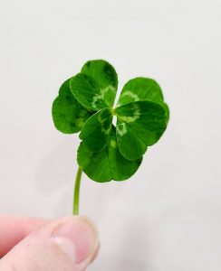 Finding more than luck in four-leaf clovers