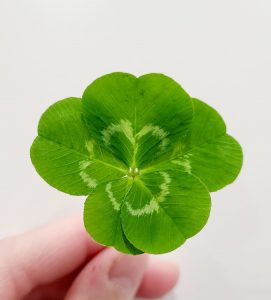 <b>A 5-leaf clover find held by a member of the Paul family.</b>