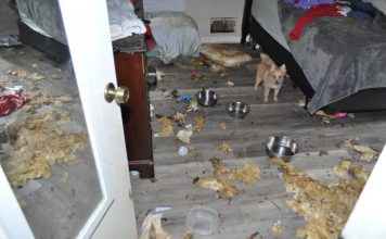 A bedroom inside the 2,000 sq. ft. home showing one of the 10 dogs rescued by authorities, as well as the animals’ mess on the floor and bed. Photo/Submitted.