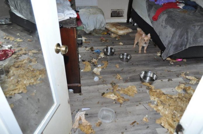 A bedroom inside the 2,000 sq. ft. home showing one of the 10 dogs rescued by authorities, as well as the animals’ mess on the floor and bed. Photo/Submitted.