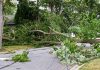 Tree damage following a storm. Shutterstock image.