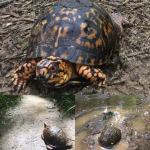 <b>Eastern box turtles spotted at The Ridge Nature Area in Fayetteville. Photo/Joe Domaleski</b>