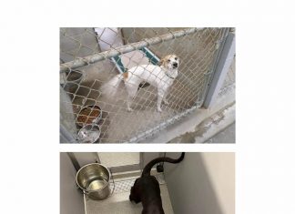 >Old animal shelter kennels shown at top, while new smaller units are at bottom. Photos/Jeff Koldoff.