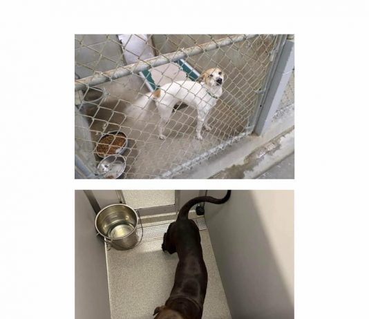 >Old animal shelter kennels shown at top, while new smaller units are at bottom. Photos/Jeff Koldoff.