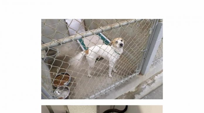 >Old animal shelter kennels shown at top, while new smaller units are at bottom. Photos/Jeff Koldoff.