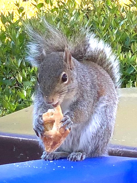 Mr. Pop Tart enjoys his snack. Photo/Rick Ryckeley.